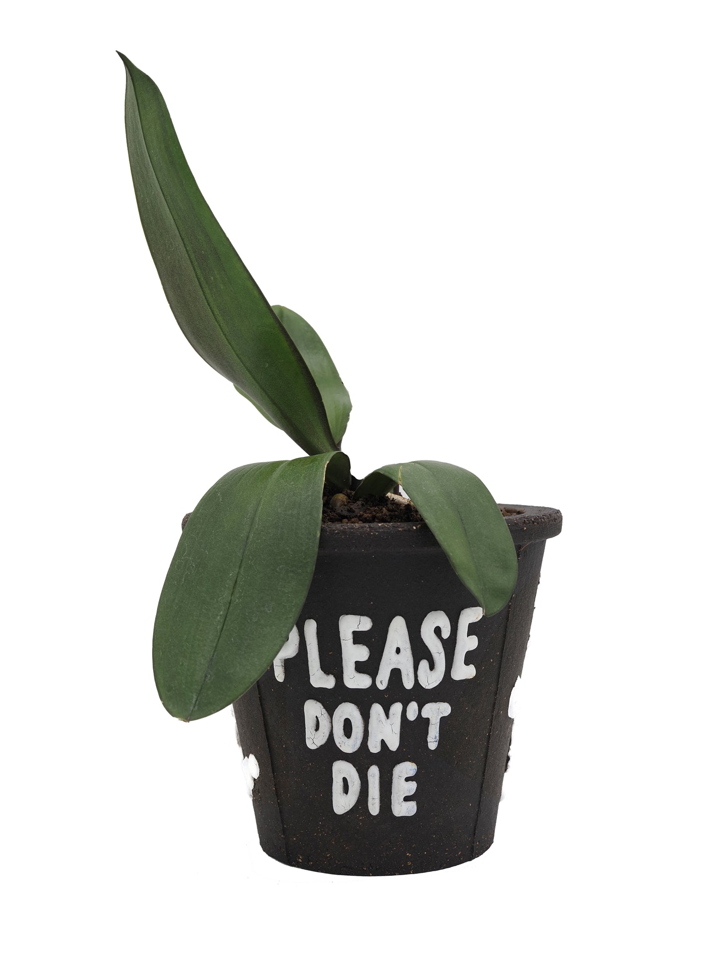 THE SCENE | Please don't die | planter