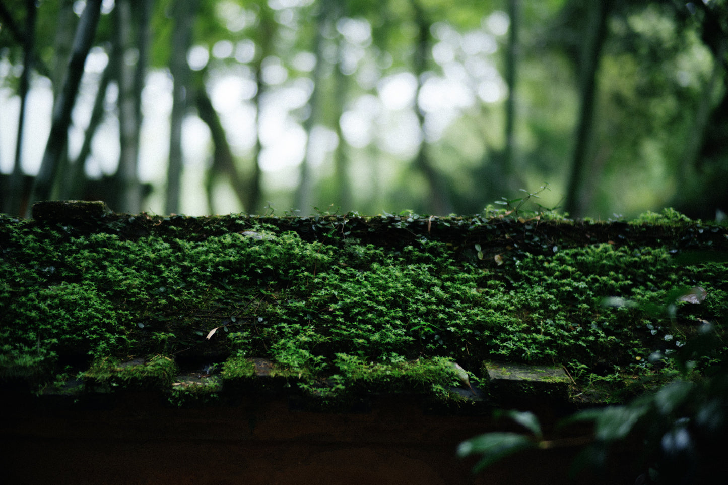 Lee Works | Noctlux M | 50mm f1.1