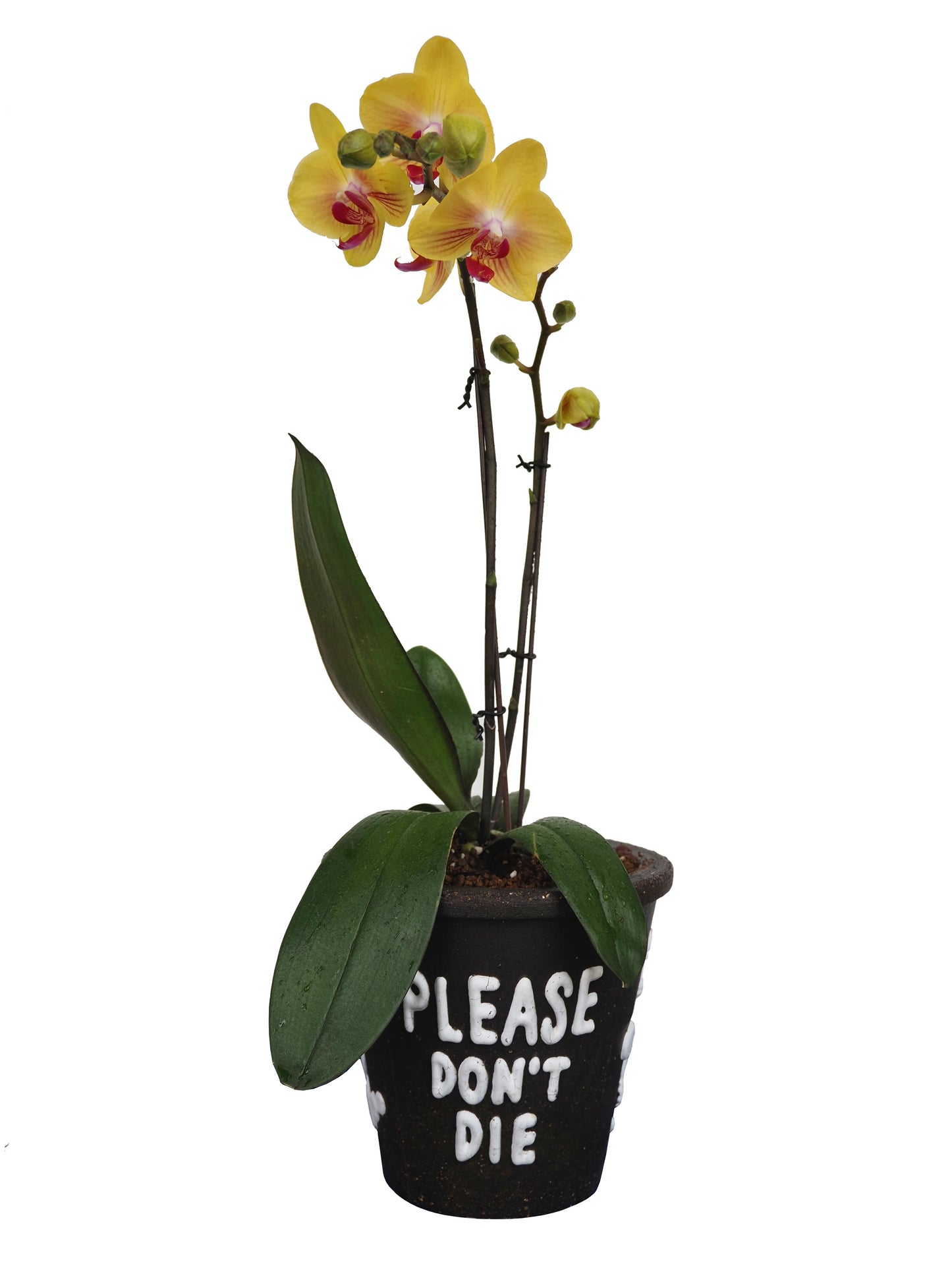 THE SCENE | Please don't die | planter